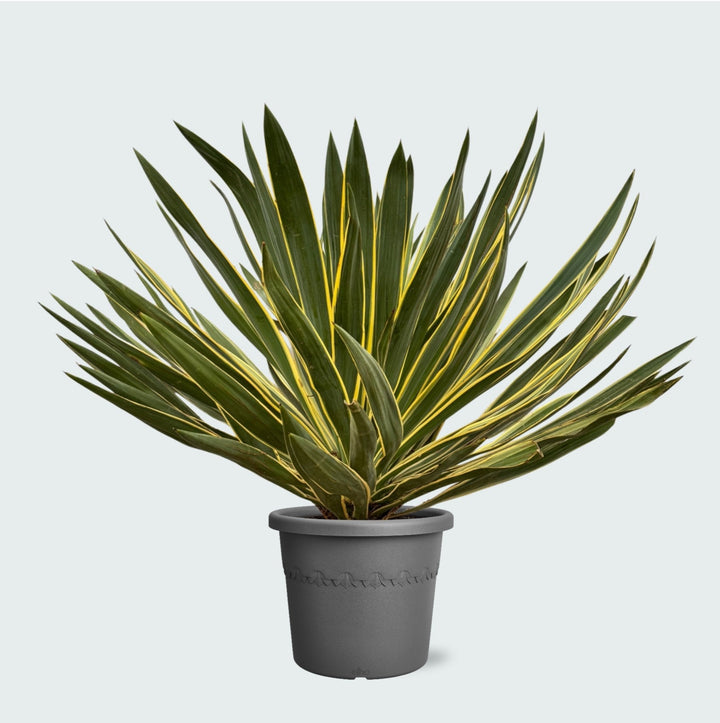 Yucca Gloriosa Variegata - 80 cm - Palmlilie Zimmerpflanze