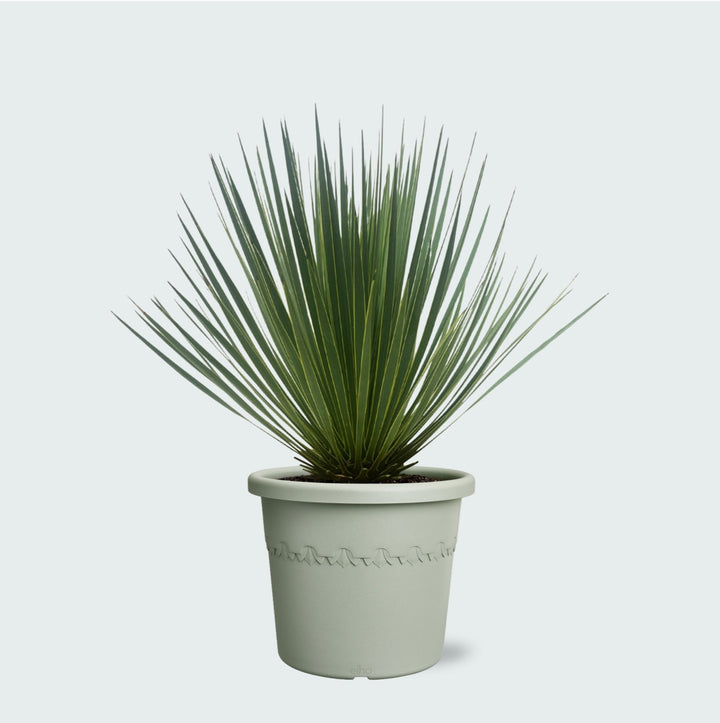 Yucca Rostrata - 60 cm - Blaue Palmlilie Outdoor | Kaufen