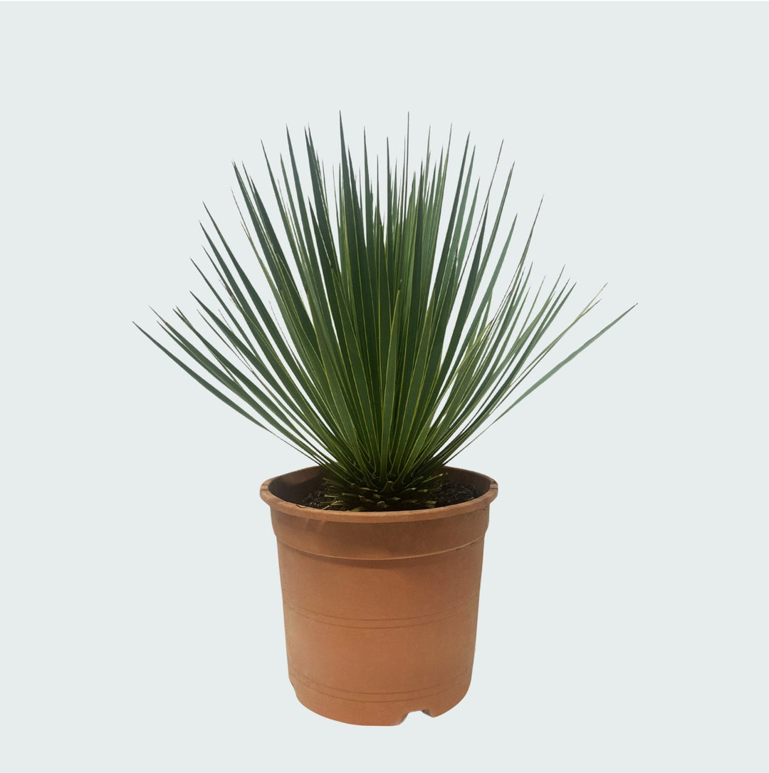 Yucca Rostrata - 60 cm - Blaue Palmlilie Outdoor | Kaufen