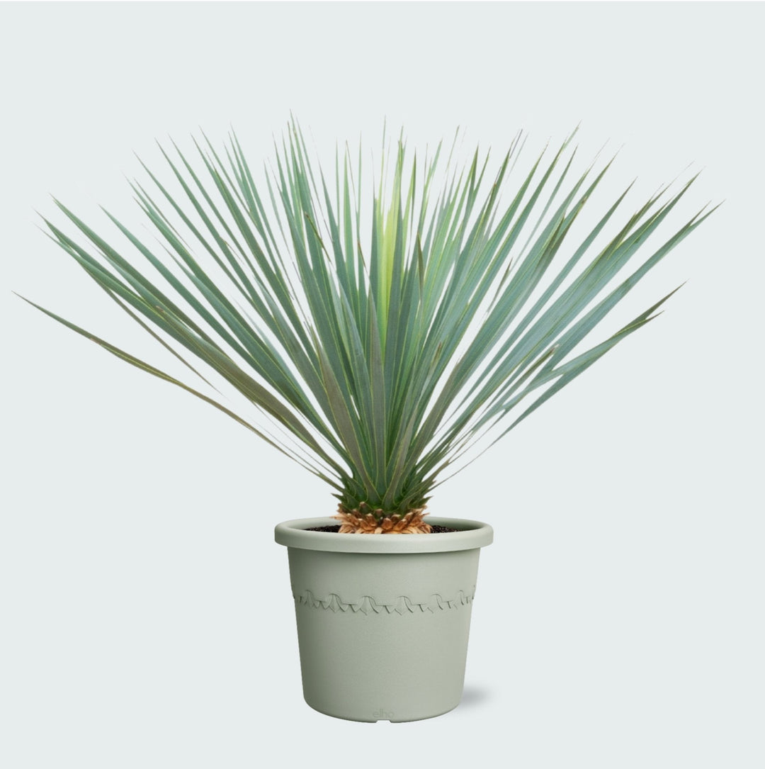 Yucca Rostrata - 70cm - Blaue Palmlilie Outdoor