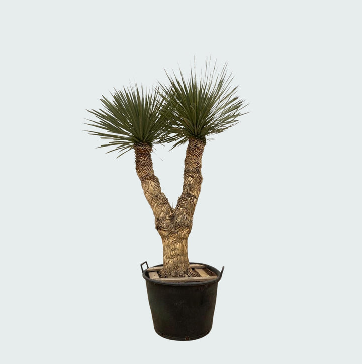 Yucca Rostrata Hidra - 200 cm - Blaue Palmlilie Outdoor