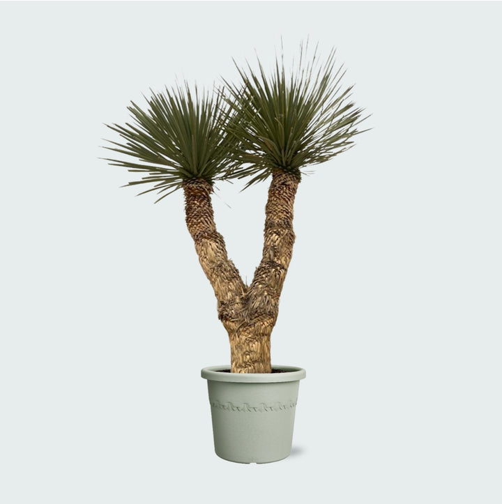 Yucca Rostrata Hidra - 200 cm - Blaue Palmlilie Outdoor