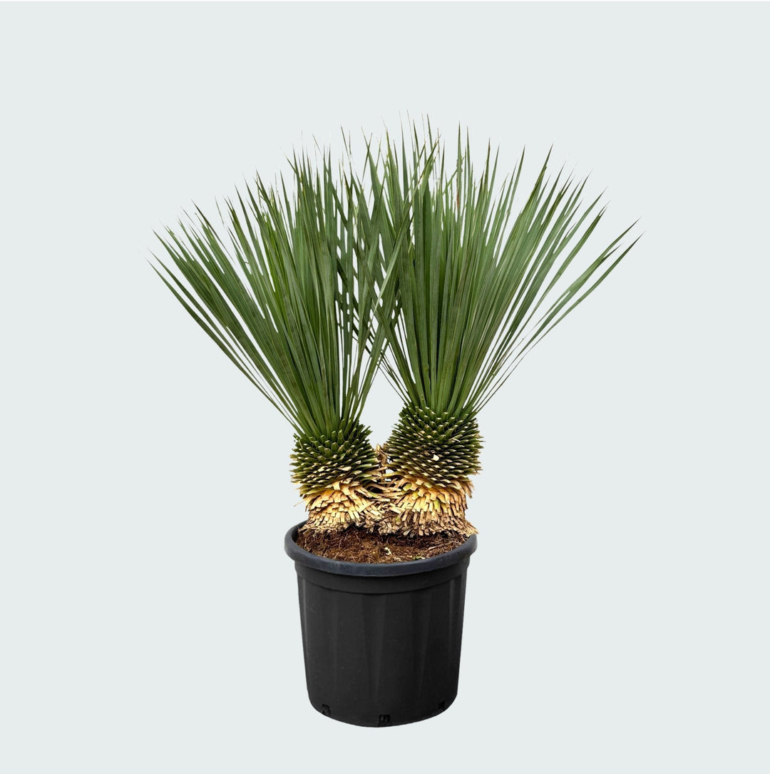 Yucca Rostrata Doppelstamm - 120 cm - Blaue Palmlilie Outdoor