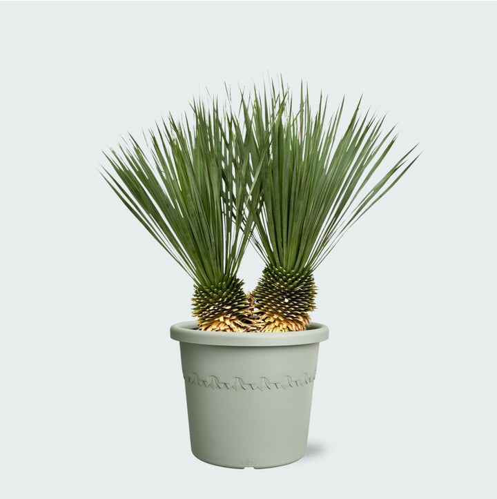 Yucca Rostrata Doppelstamm - 120 cm - Blaue Palmlilie Outdoor