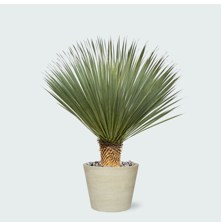 Kombi-Angebot - Yucca Rostrata auf Stamm inklusive Eimer - 120 cm