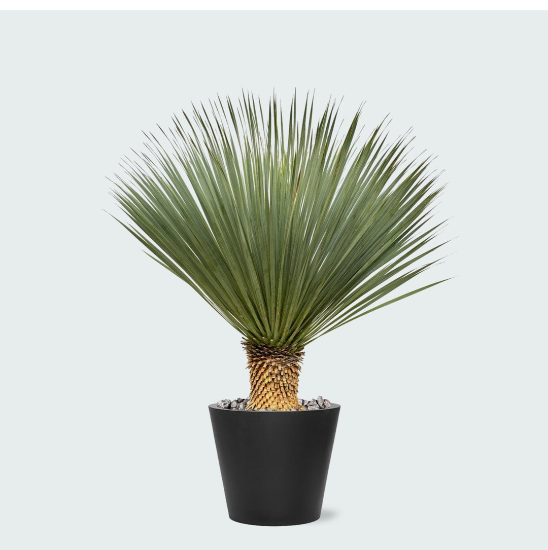 Kombi-Angebot - Yucca Rostrata auf Stamm inklusive Eimer - 120 cm