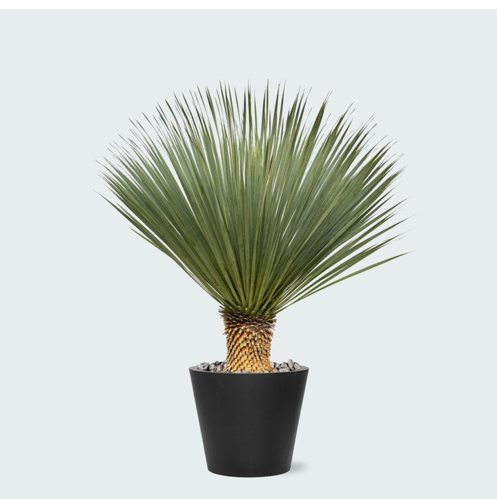 Kombi-Angebot - Yucca Rostrata auf Stamm inklusive Eimer - 120 cm