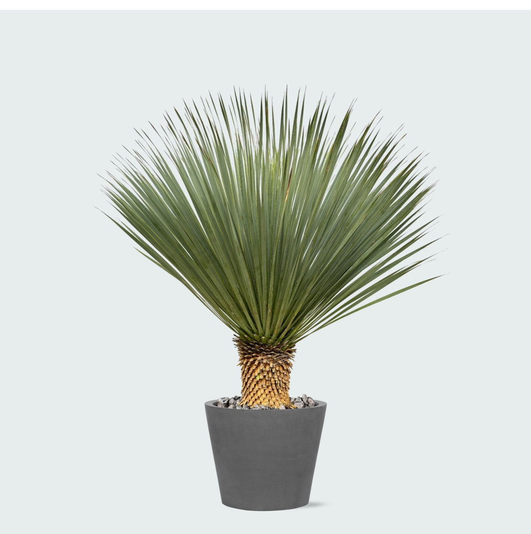 Kombi-Angebot - Yucca Rostrata auf Stamm inklusive Eimer - 120 cm