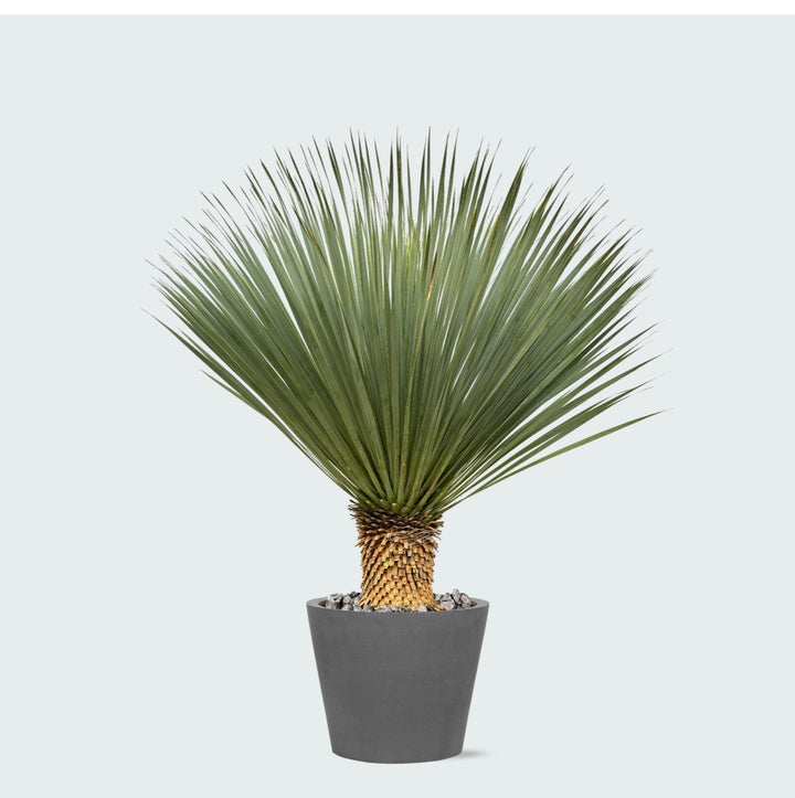 Kombi-Angebot - Yucca Rostrata auf Stamm inklusive Eimer - 120 cm