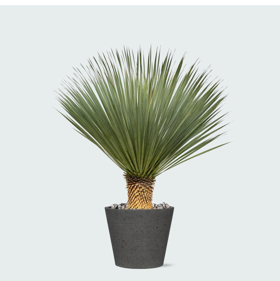 Kombi-Angebot - Yucca Rostrata auf Stamm inklusive Eimer - 120 cm