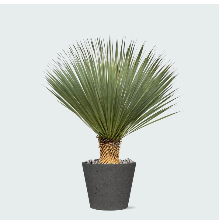 Kombi-Angebot - Yucca Rostrata auf Stamm inklusive Eimer - 120 cm