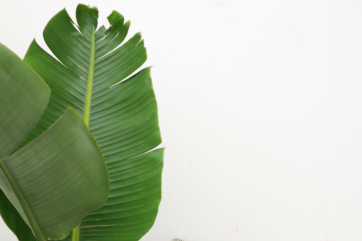 Strelitzia Augusta - Ø30 - 180cm - Paradiesvogelblume