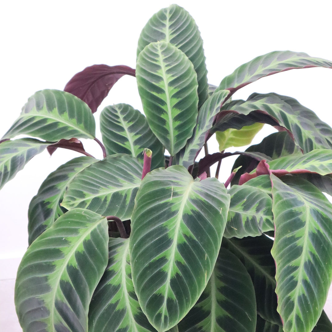 Calathea Warscewiczii - 90cm - Pfauenpflanze - Zimmerpflanze