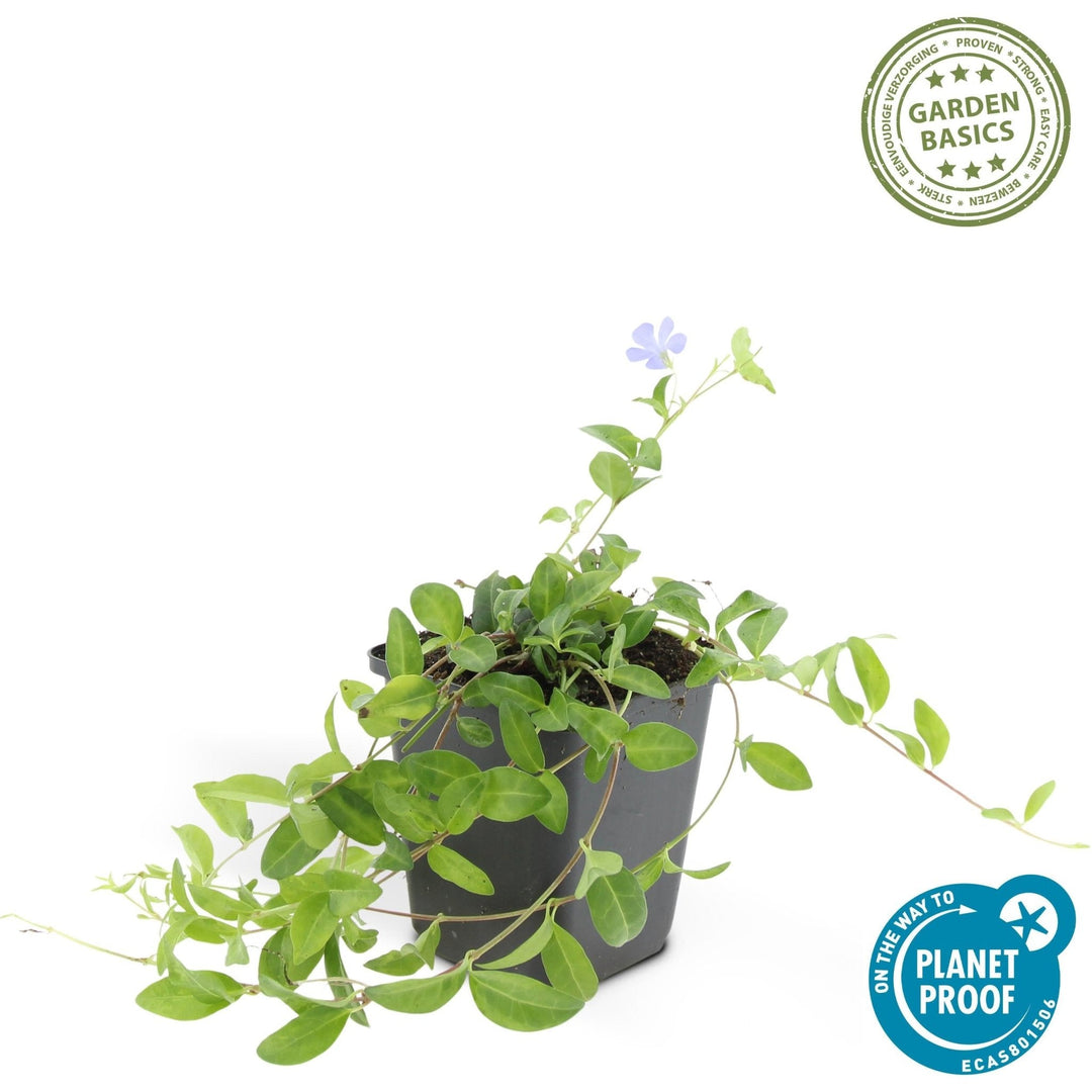 Vinca minor – 20cm – Kleines Immergrün – Zimmerpflanze kaufen