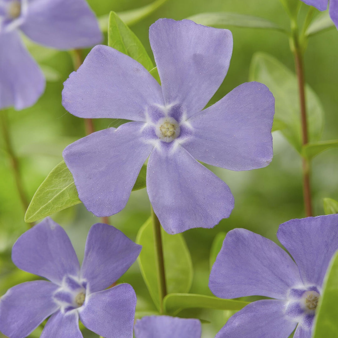 Vinca minor – 20cm – Kleines Immergrün – Zimmerpflanze kaufen