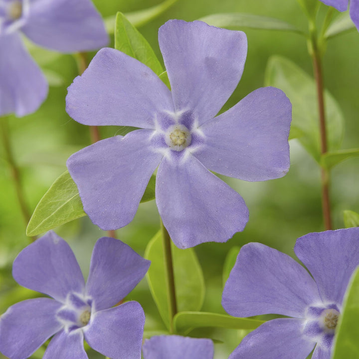 Vinca minor – 20cm – Kleines Immergrün – Zimmerpflanze kaufen