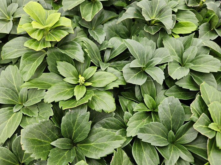 Pachysandra Terminalis - 20 cm - Immergrüner Bodendecker