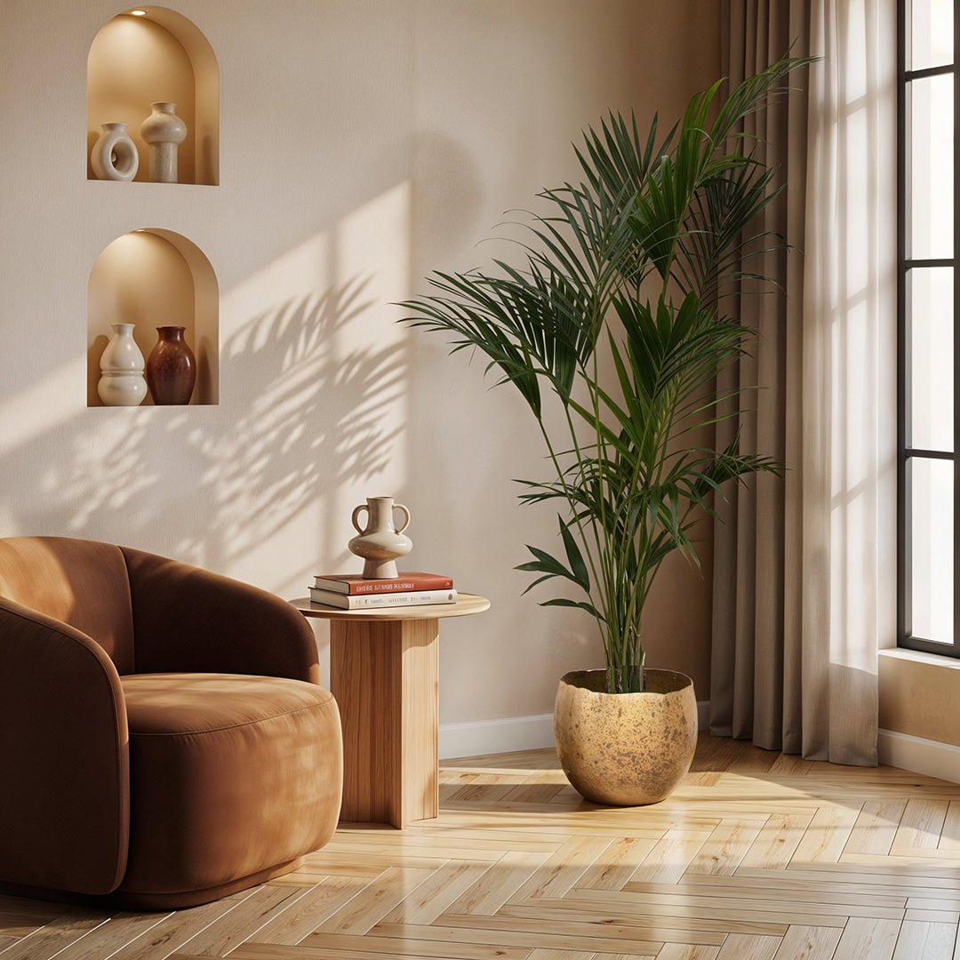 Kentia Palme - 180cm - Zimmerpflanze Kaufen