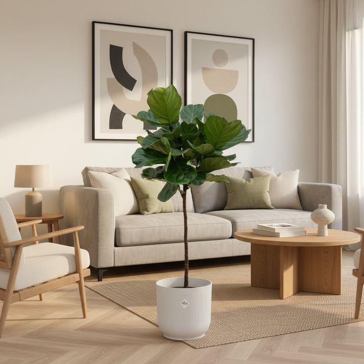 Ficus Lyrata Stamm - 130cm - Geigenfeige - Zimmerpflanze