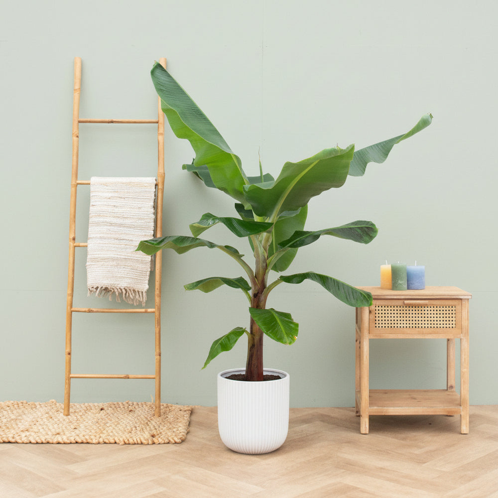 bananenplant 2