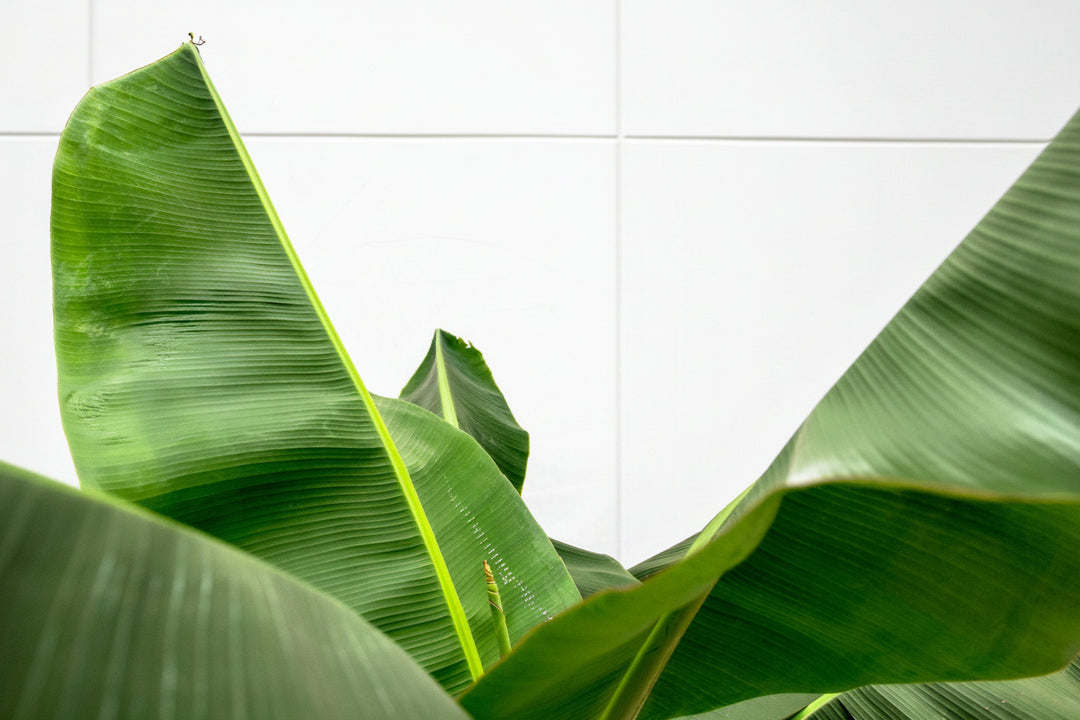 Bananenpflanze XL - 180cm - Zimmerpflanze kaufen