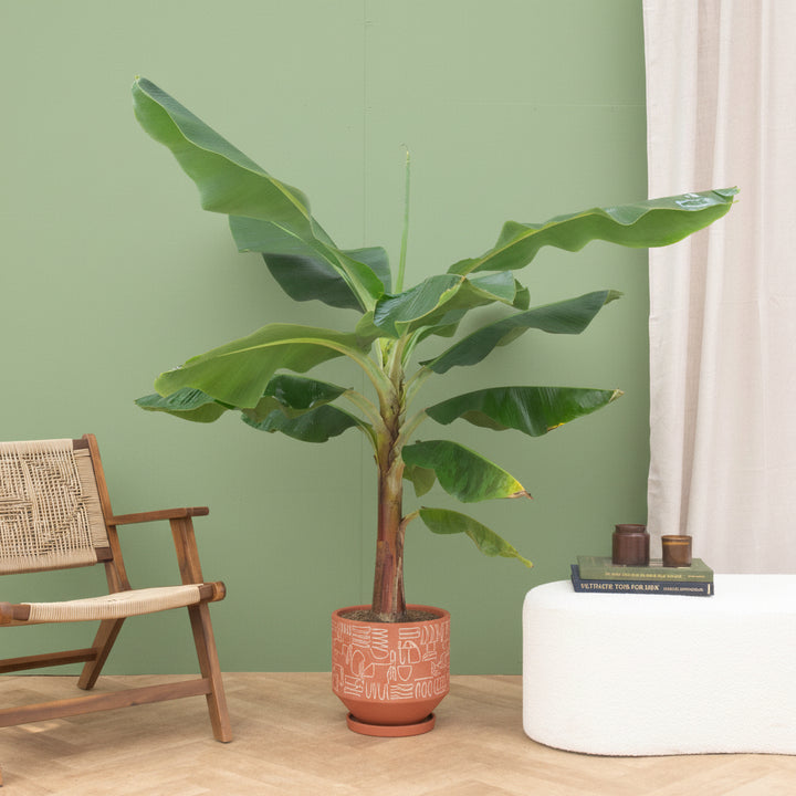 Bananenpflanze XL - 180cm - Zimmerpflanze kaufen