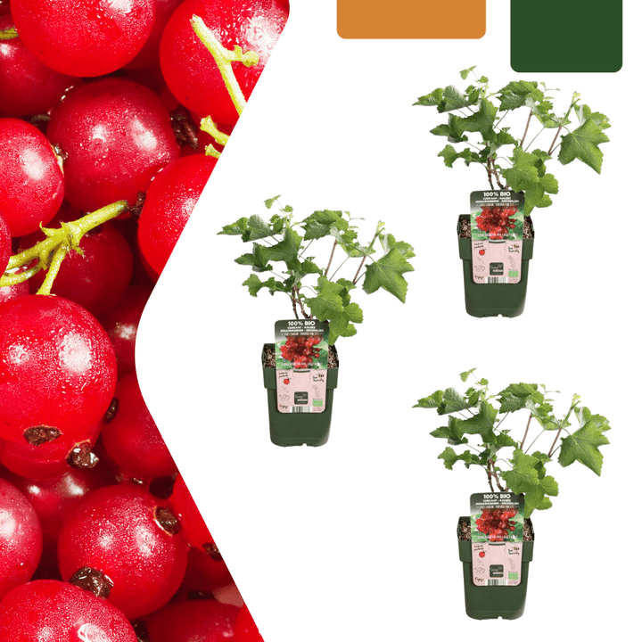 Bio-Stachelbeerpflanzen - 20 cm - Zimmerpflanze kaufen