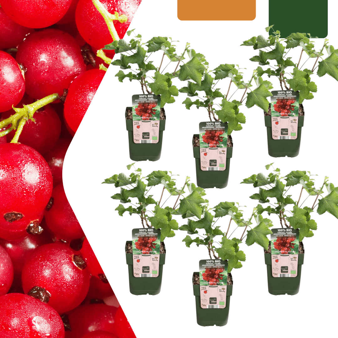 Bio-Stachelbeerpflanzen - 20 cm - Zimmerpflanze kaufen