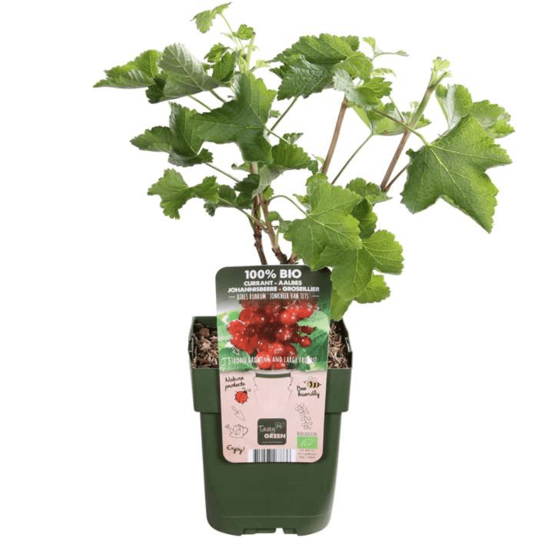 Bio-Stachelbeerpflanzen - 20 cm - Zimmerpflanze kaufen