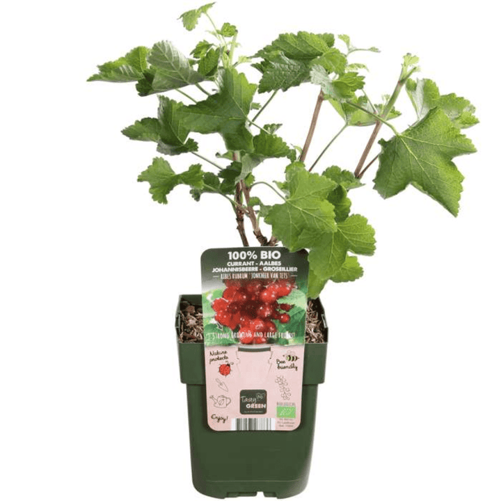 Bio-Stachelbeerpflanzen - 20 cm - Zimmerpflanze kaufen