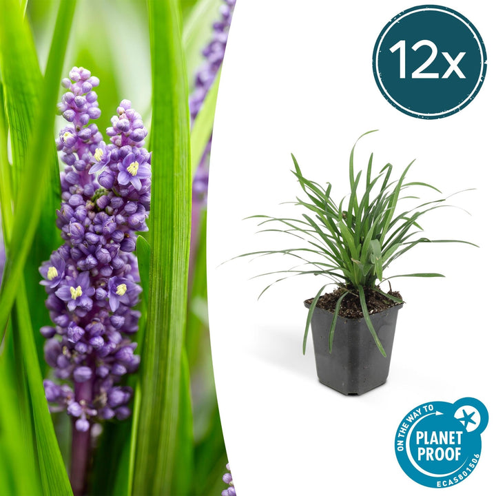 Liriope Muscari 'Big Blue' - 20cm - Zimmerpflanze kaufen