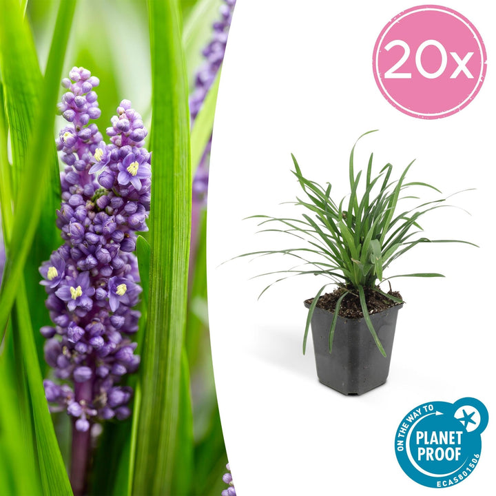 Liriope Muscari 'Big Blue' - 20cm - Zimmerpflanze kaufen