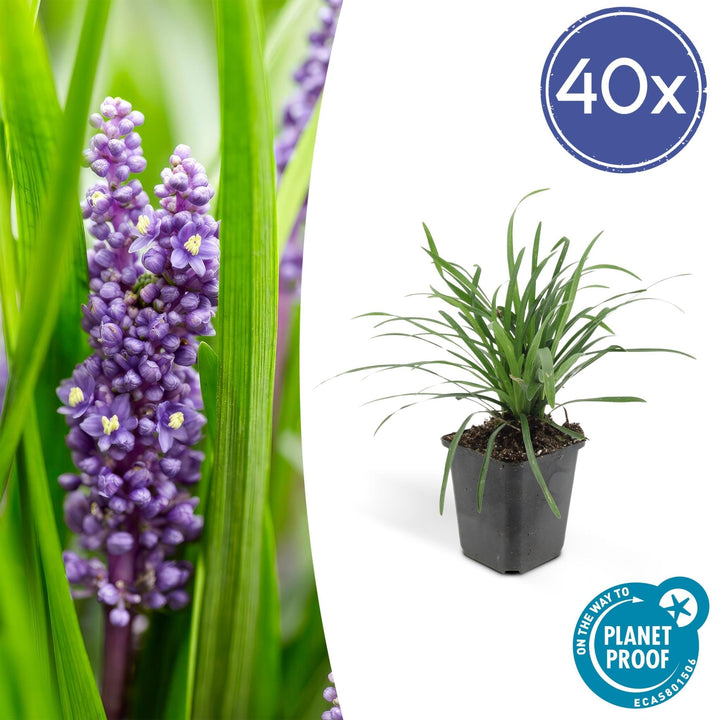 Liriope Muscari 'Big Blue' - 20cm - Zimmerpflanze kaufen