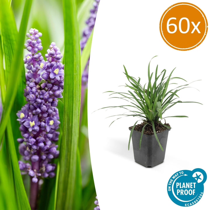 Liriope Muscari 'Big Blue' - 20cm - Zimmerpflanze kaufen