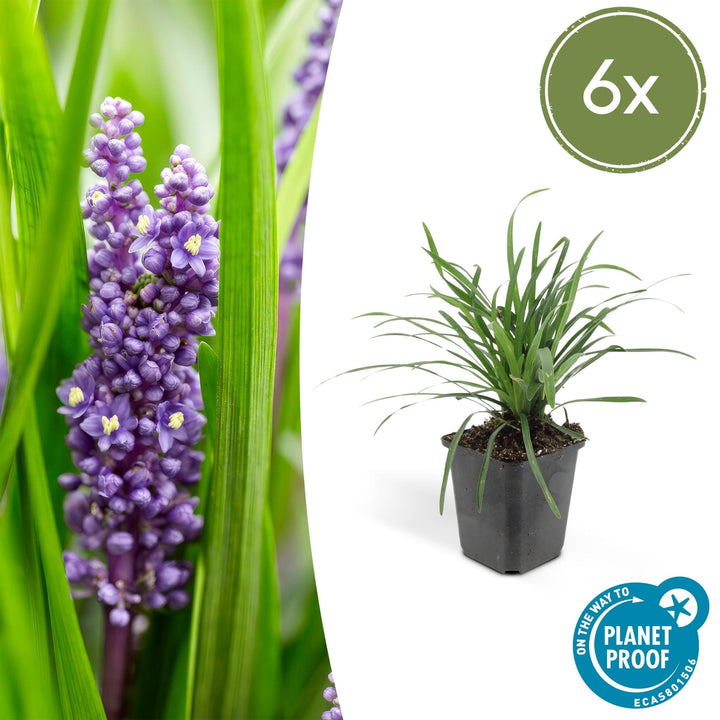 Liriope Muscari 'Big Blue' - 20cm - Zimmerpflanze kaufen