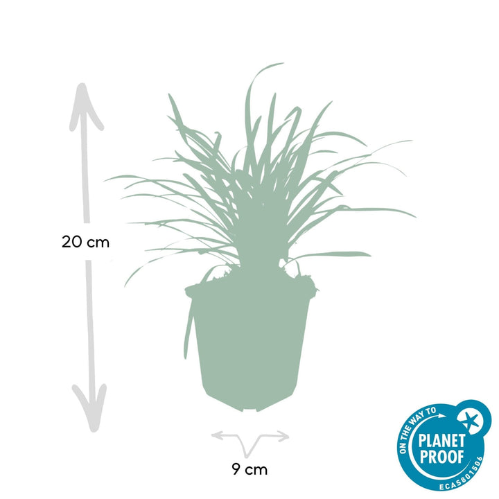 Liriope Muscari 'Big Blue' - 20cm - Zimmerpflanze kaufen