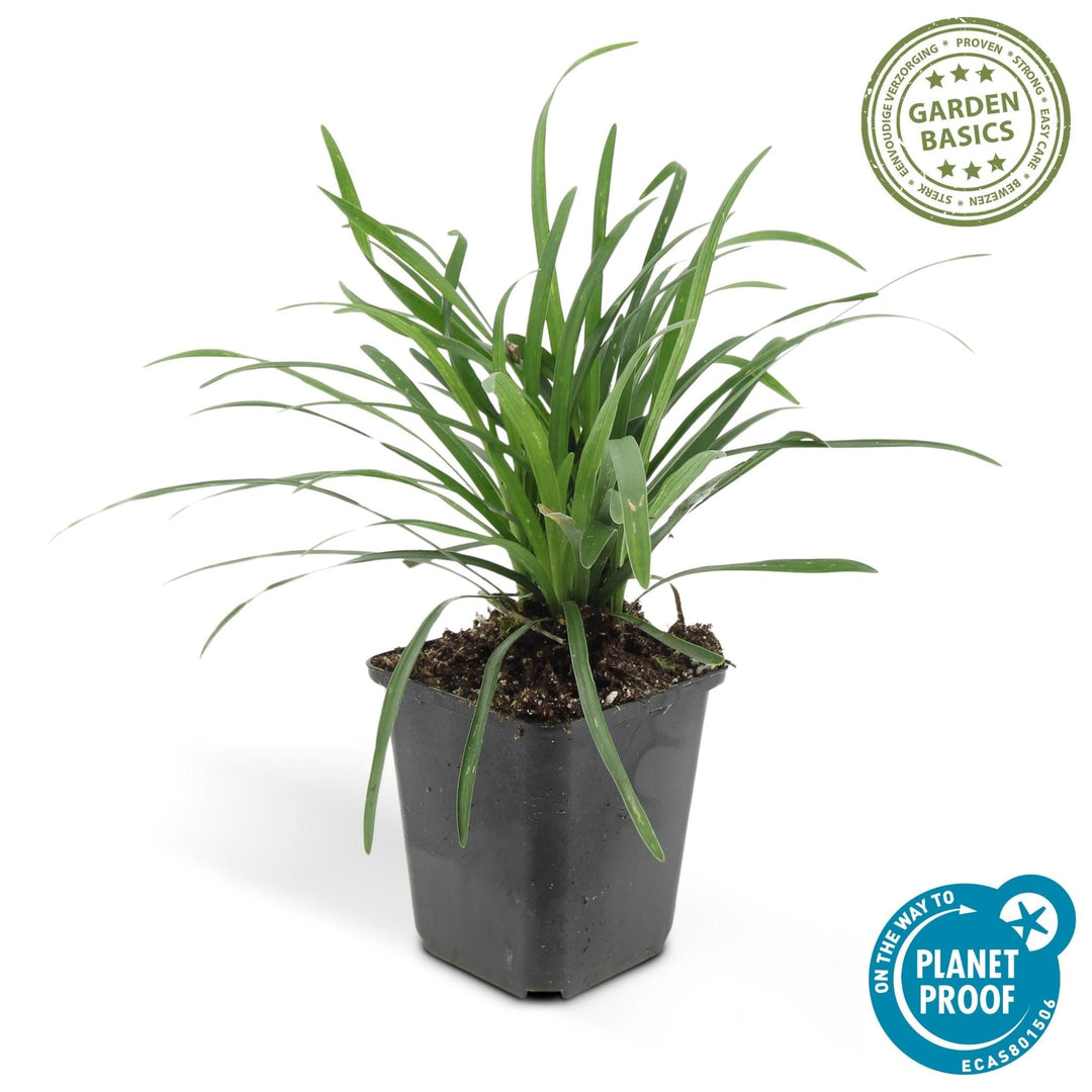 Liriope Muscari 'Big Blue' - 20cm - Zimmerpflanze kaufen