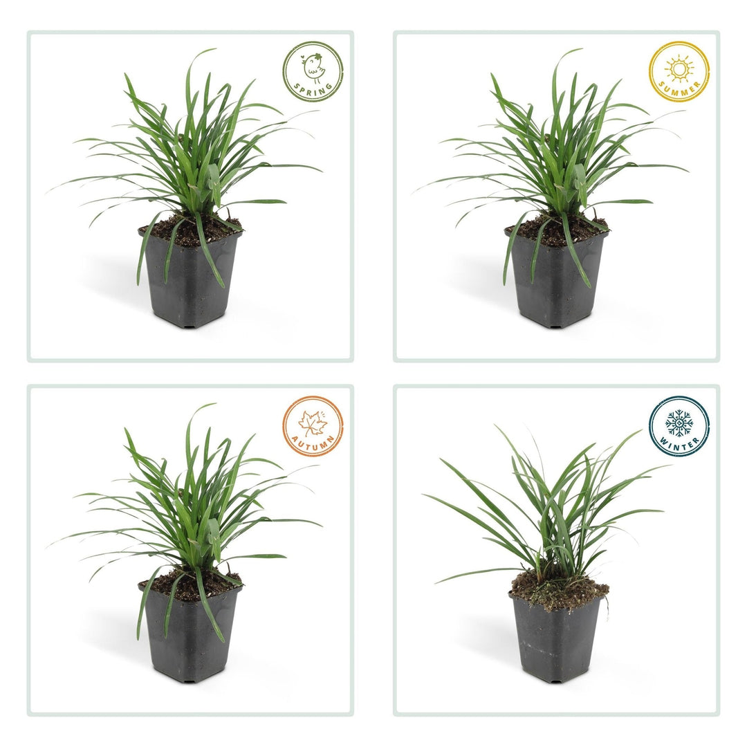 Liriope Muscari 'Big Blue' - 20cm - Zimmerpflanze kaufen