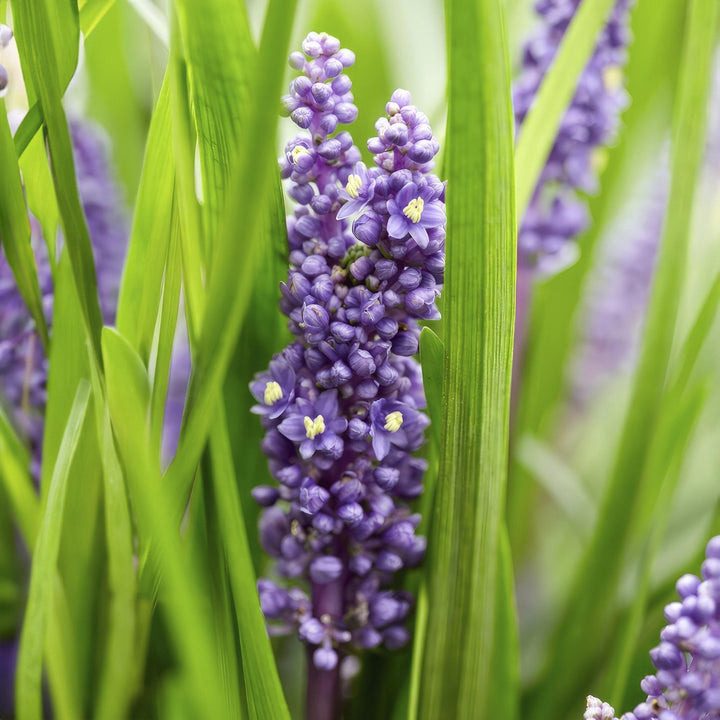 Liriope Muscari 'Big Blue' - 20cm - Zimmerpflanze kaufen