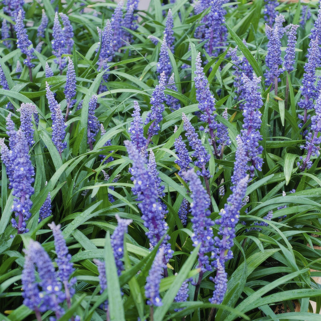 Liriope Muscari 'Big Blue' - 20cm - Zimmerpflanze kaufen