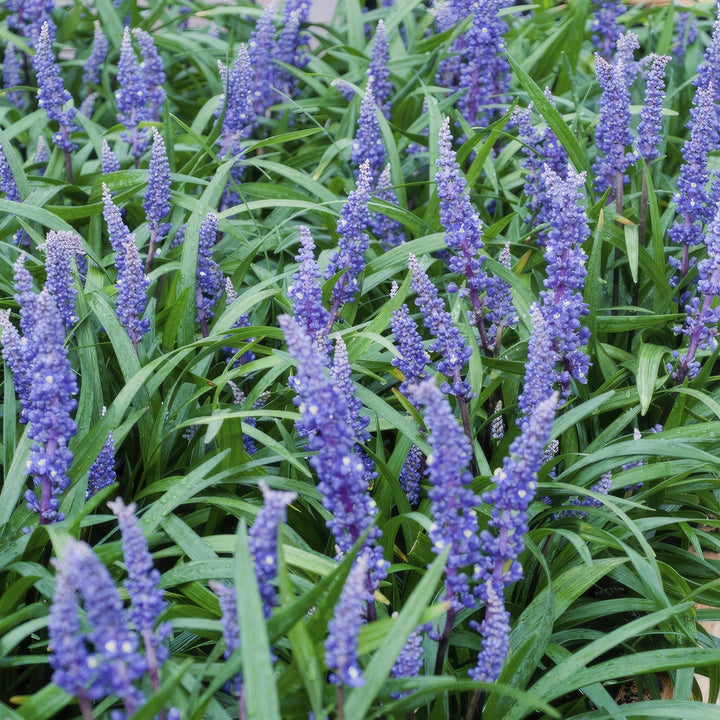 Liriope Muscari 'Big Blue' - 20cm - Zimmerpflanze kaufen