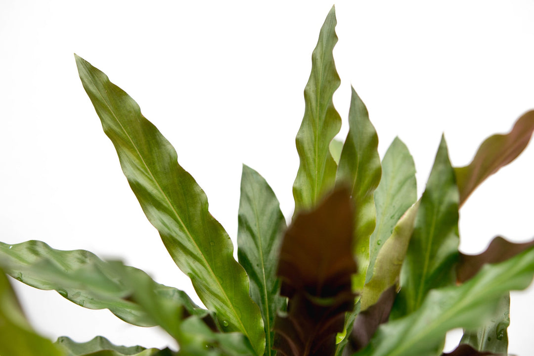 Calathea Elgergrass - 70cm - Pfauenpflanze - Zimmerpflanze