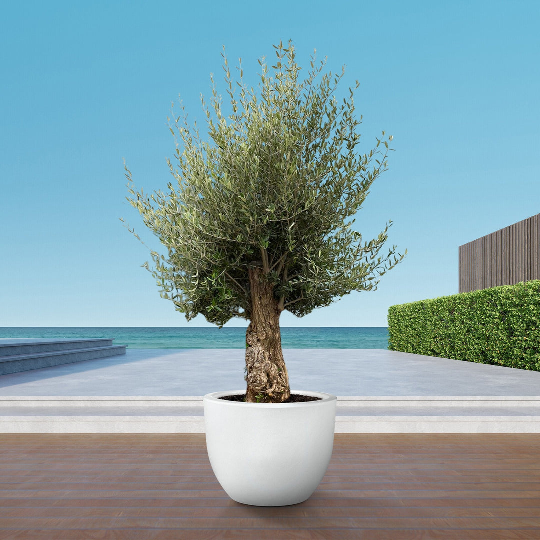 Olivenbaum Olea Europaea Bonsai - 250 cm / Stammumfang 45-60cm