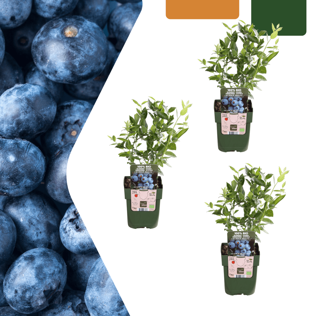 Heidelbeerpflanzen - 20cm - Zimmerpflanze Kaufen - Obstpflanze