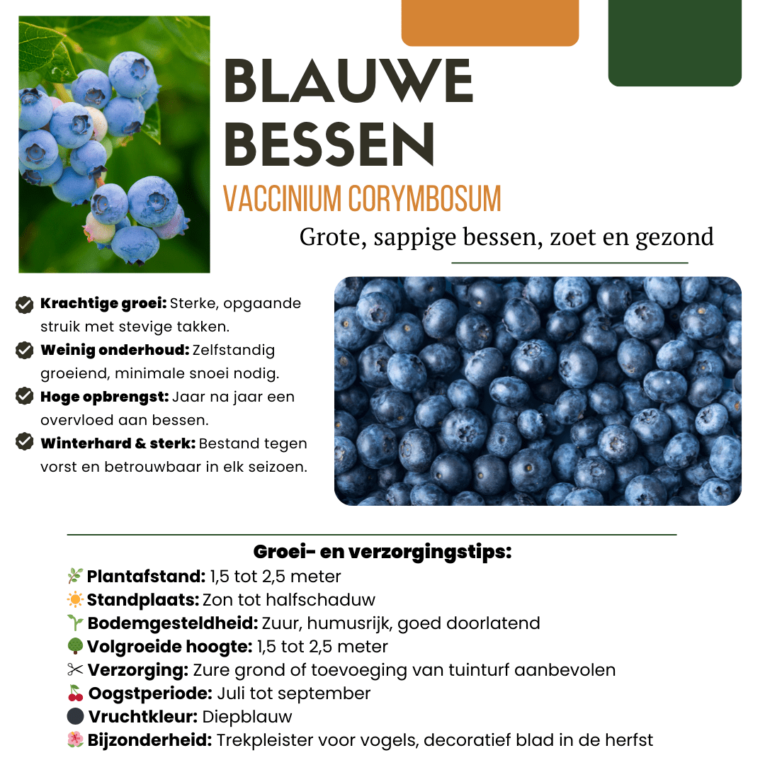 Heidelbeerpflanzen - 20cm - Zimmerpflanze Kaufen - Obstpflanze