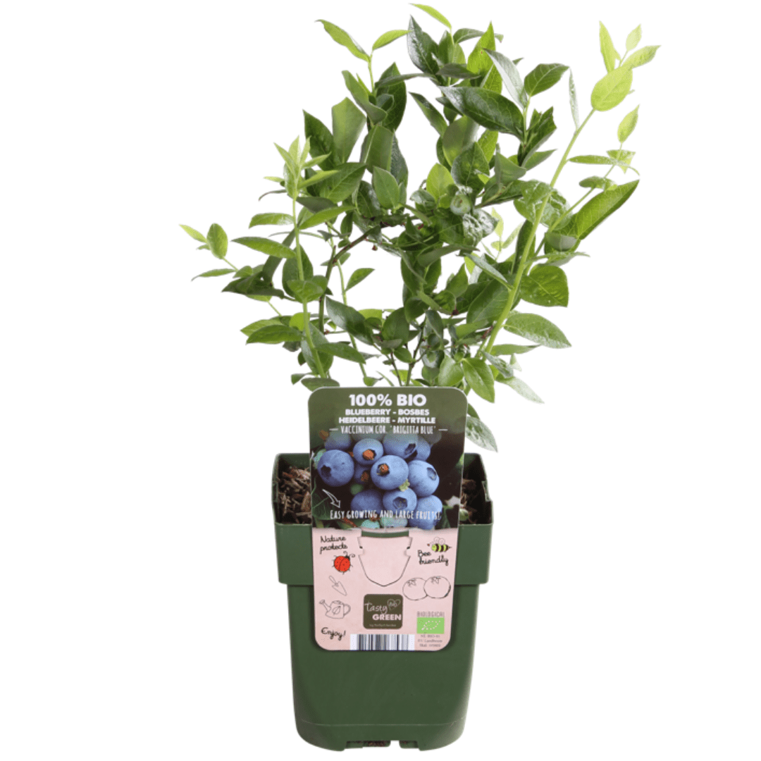 Heidelbeerpflanzen - 20cm - Zimmerpflanze Kaufen - Obstpflanze