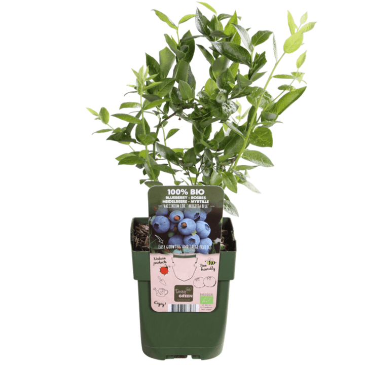Heidelbeerpflanzen - 20cm - Zimmerpflanze Kaufen - Obstpflanze