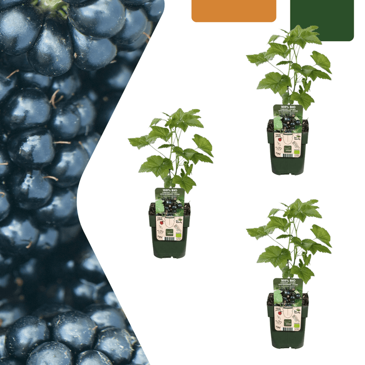 Bio Brombeerpflanzen - 20cm - Zimmerpflanze kaufen