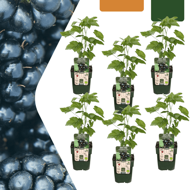 Bio Brombeerpflanzen - 20cm - Zimmerpflanze kaufen