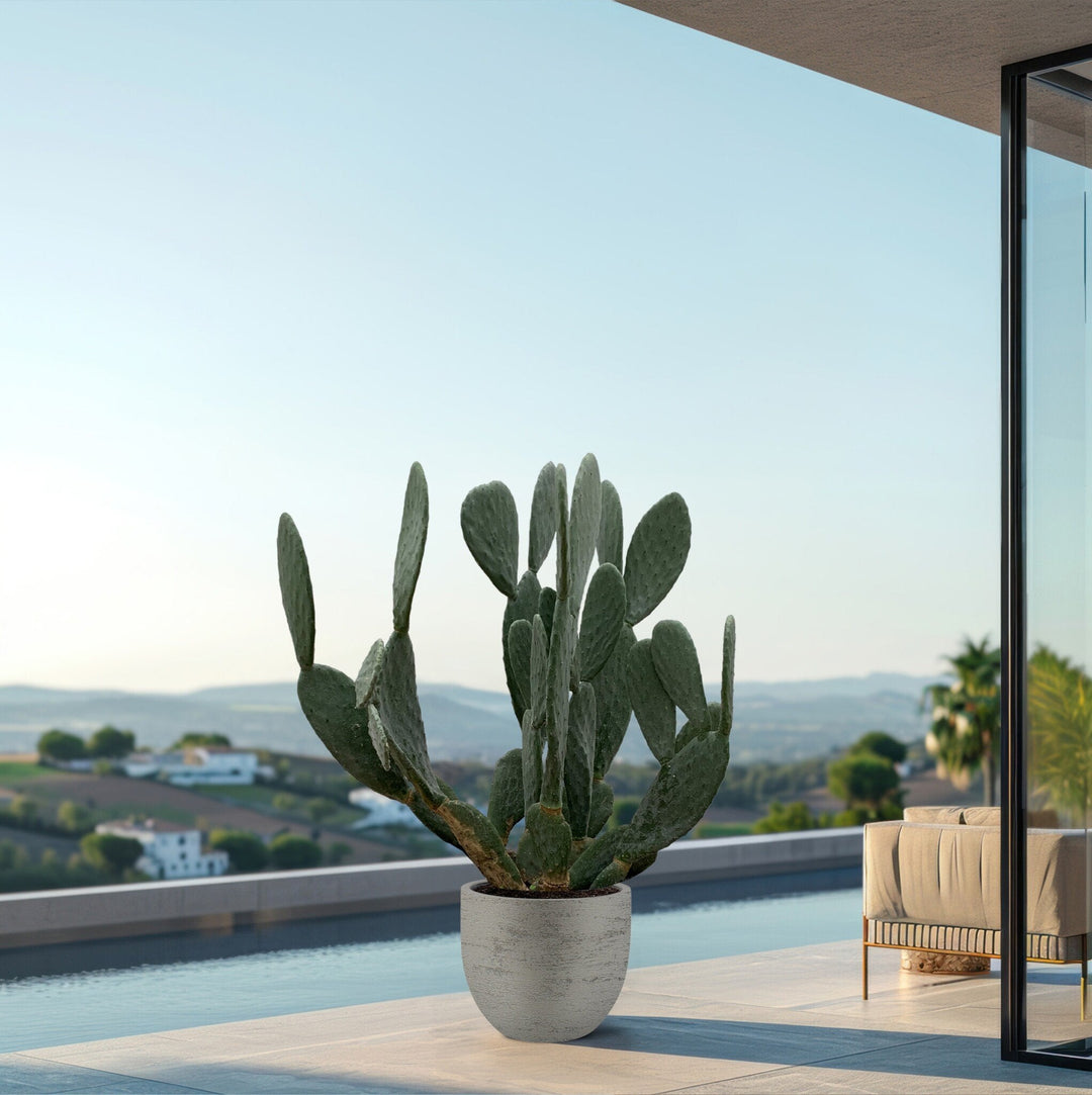Kaktus Opuntia – 120 cm – Kaktus-Mix – Kaktus-Set Zimmer